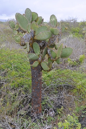 Opuntie ( Opuntia echios), Insel Isabela, Galapagos , Unesco Welterbe, Ecuador, Suedamerika