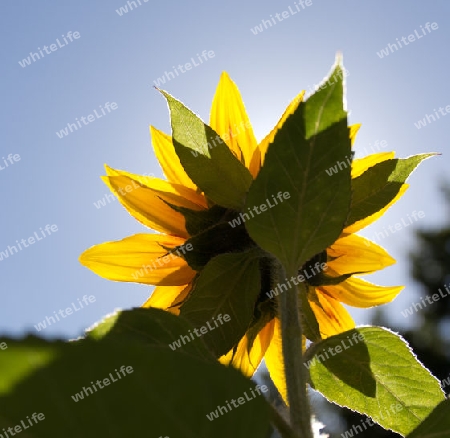 Sonnenblume 5 