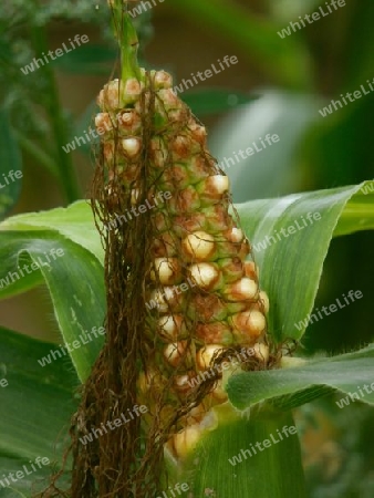 Maispflanze, leicht unterentwickelt P9010340