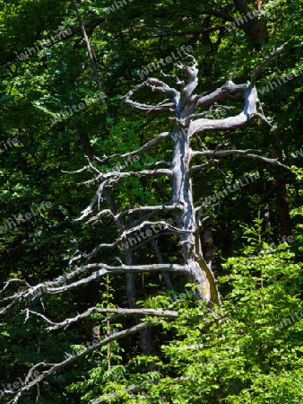 markante Baumstruktur im Wald