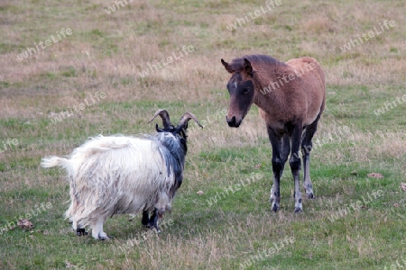 Der S?den Islands, Islandpferde auf der Weide, ein neugieriges Fohlen und eine streits?chtige Island-Ziege
