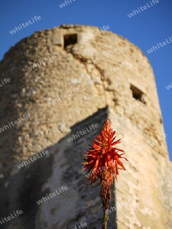 Turm auf Mallorca mit tropischer Blume
