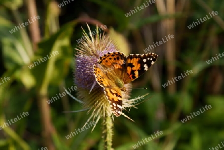 painted  lady