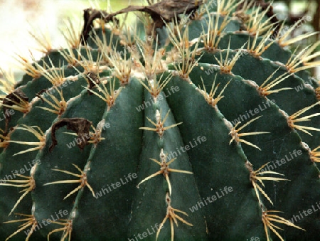 Kaktus von der Seite gesehen, deutliche symmetrische Musterung