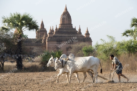 a farmer and his Ox are on the field near the Temples in Bagan in Myanmar in Southeastasia.