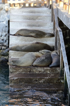 Galapagos Seel?wen (Zalophus wollebaeki), blockieren Hafentreppe in Puerto Baquerizo Moreno, Insel San Cristobal, Galapagos , Unesco Welterbe, Ecuador, Suedamerika