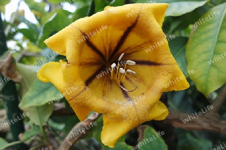 Goldkelch Blüte, Madeira