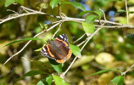 Schmetterling auf einem Zweig 2