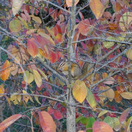 Chipmunk in Autumn Tree