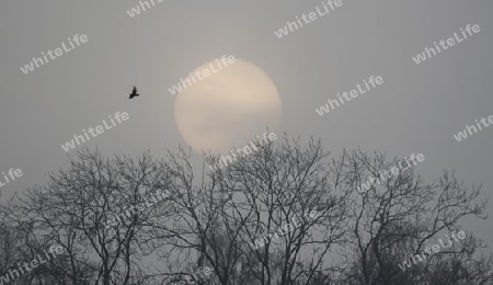 Sonnenaufgang  01.M?rz 2014 im Nebel