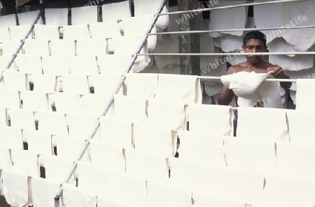 Asien, Indischer Ozean, Sri Lanka,
Ein Mann laesst den frischen Gummi an der Luft trocknen, dies in einer Kautschuk Plantage fuer die Porduktion von Gummi beim Kuestendorf Hikkaduwa an der Suedwestkueste von Sri Lanka. (URS FLUEELER)






