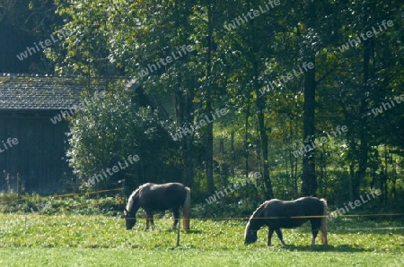 Pferde auf der Weide  1
