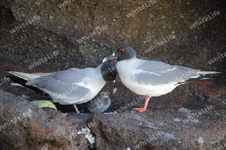 Gabelschwanzm?we (Creagrus furcatus) , Paar fuettert Kueken, Insel Genovesa, Galapagos, Unesco Welterbe, Ecuador, Suedamerika, Pazifik