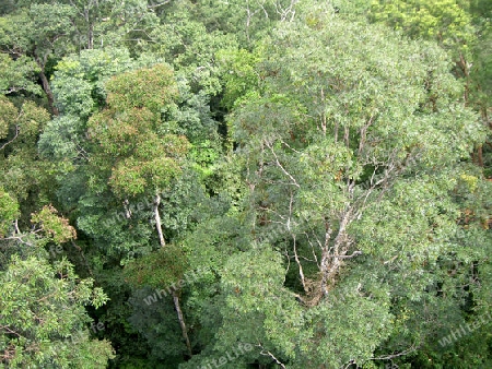 Urwald auf Malaysia