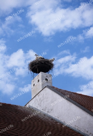 Storch im Nest