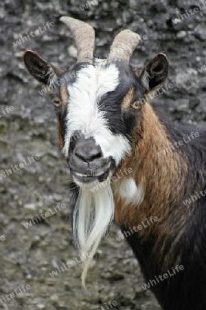 Domestic Goat - Zwergziege