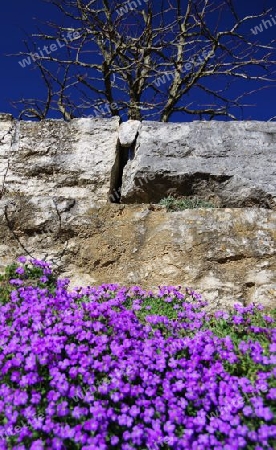 Blaukissen auf Steinmauer 3