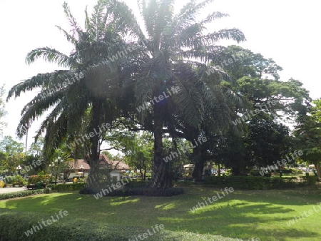 Sonnendurchfluteter Palmengarten