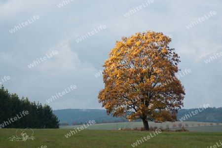 Herbstbaum1