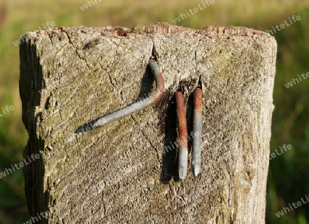Rusty nails in a weathered old fence - Rostige N?gel in verwittertem, alten Zaun