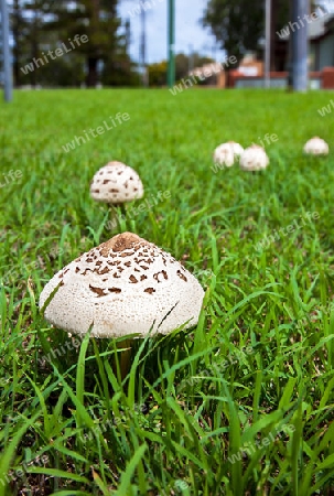 Mushrooms in New Soth Wales Australia Umbrella mushrooms