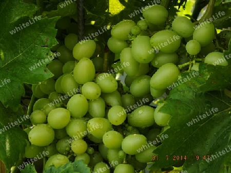 Weintrauben  nach  dem  Regen