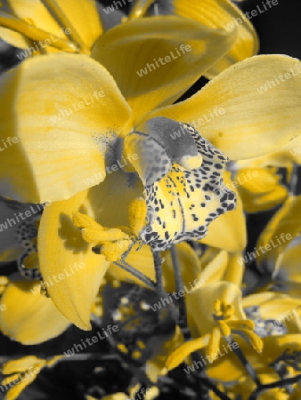 Die Orchidee durch Gelbfilter