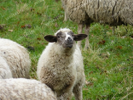 ein Schaf