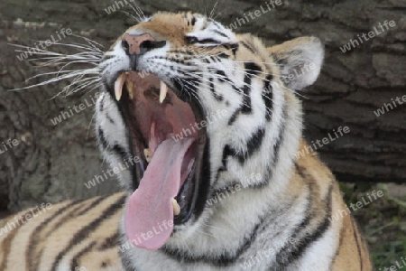 Tiger 012