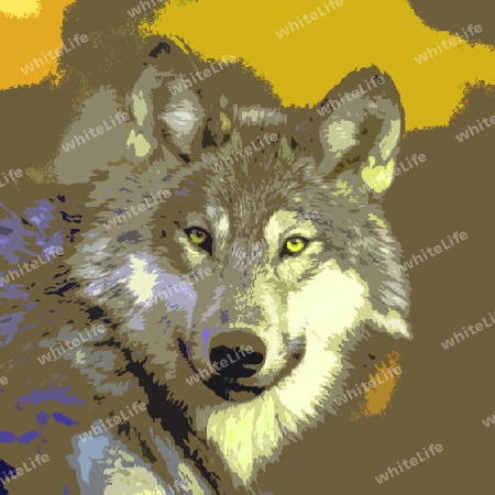 Wolf 008