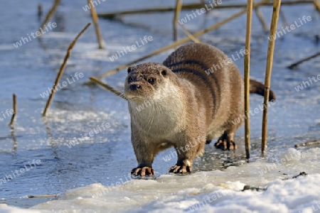 europ?ischer Fischotter ( Lutra lutra) an zugefrorenem Teich im Winter, Brandenburg, Deutschland, Europa