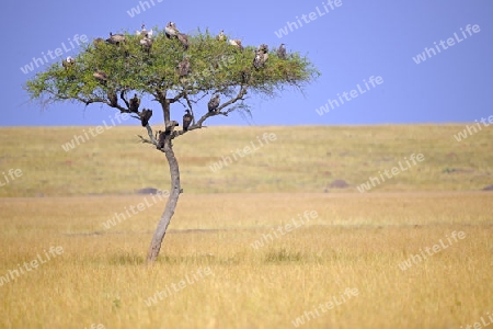 Schirmakazie (Acacia tortilis) mit verschiedenen Geierarten vor einer Gewitterfront, Masai Mara, Kenia
