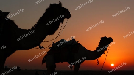 Indien - Rajastan - Kamele
