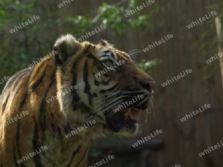 wunderbarer Tiger