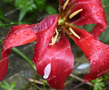 Rote Tulpe mit Regentropfen 1