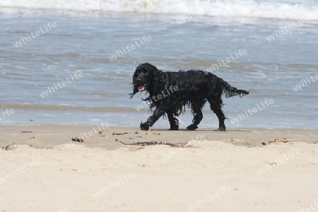 a black dog playing in the surf 