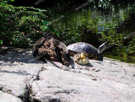 Duck, Duckling and Turtle