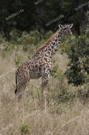 Massai-Giraffe (Giraffa camelopardalis tippelskirchi), ca. 2 Wochen altes Jungtier beim fressen , Masai Mara, Kenia, Afrika