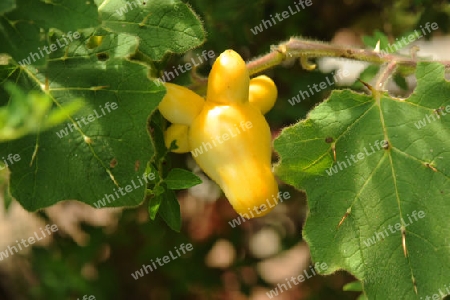 Schnullerfrucht - Solanum mammosum