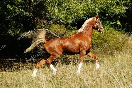 Pferd 9