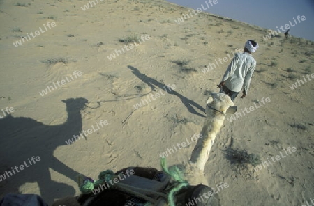Beduine mit Kamel in der Wueste von Douz im Sueden von Tunesien in Nordafrika.