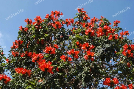 Tulpenbaum - Spathodea campanulata
