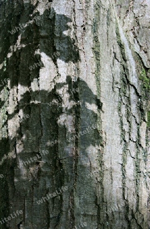 Baumrinde mit Schattenbild