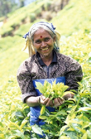 Eine Frau beim Teepfluecken in einer Teeplantage in den Bergen bei Nuwara Eliya auf der Insel Sri Lanka im Indischen Ozean.