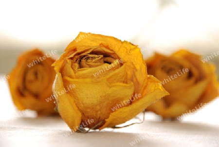 Fading yellow rose