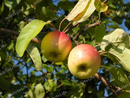 Detail eines Apfelbaumes