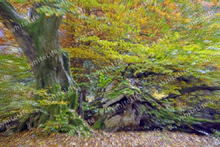 Ca. 800 Jahre alte Buche (Fagus) im Herbst, DOPPELBELICHTUNG,   Urwald Sababurg Naturschutzgebiet, Hessen, Deutschland, Europa
