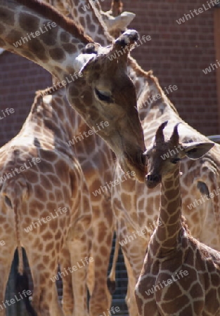 Giraffe und Baby