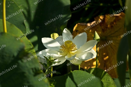 Lotus Weiss