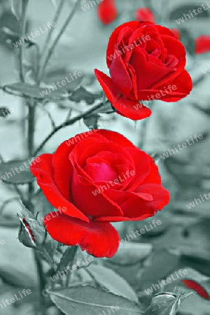 Rote Rosen  